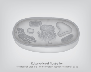 Eukaryotic Cell Illustration