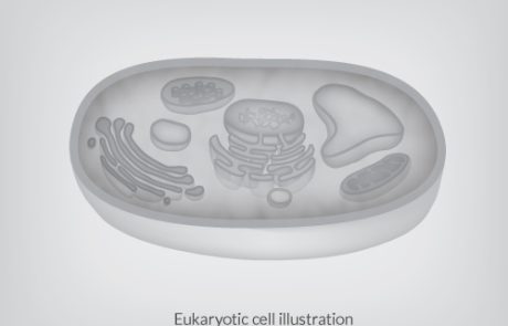 Eukaryotic Cell Illustration